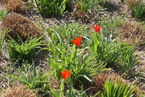 Tulpen im Hermannshof, Weinheim