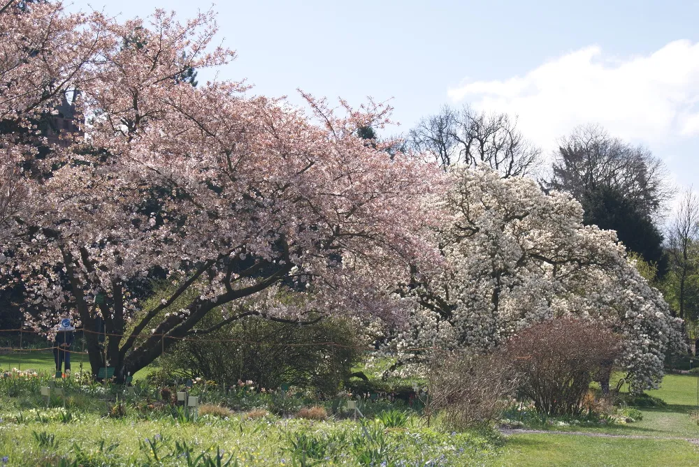 Kirschblüte
